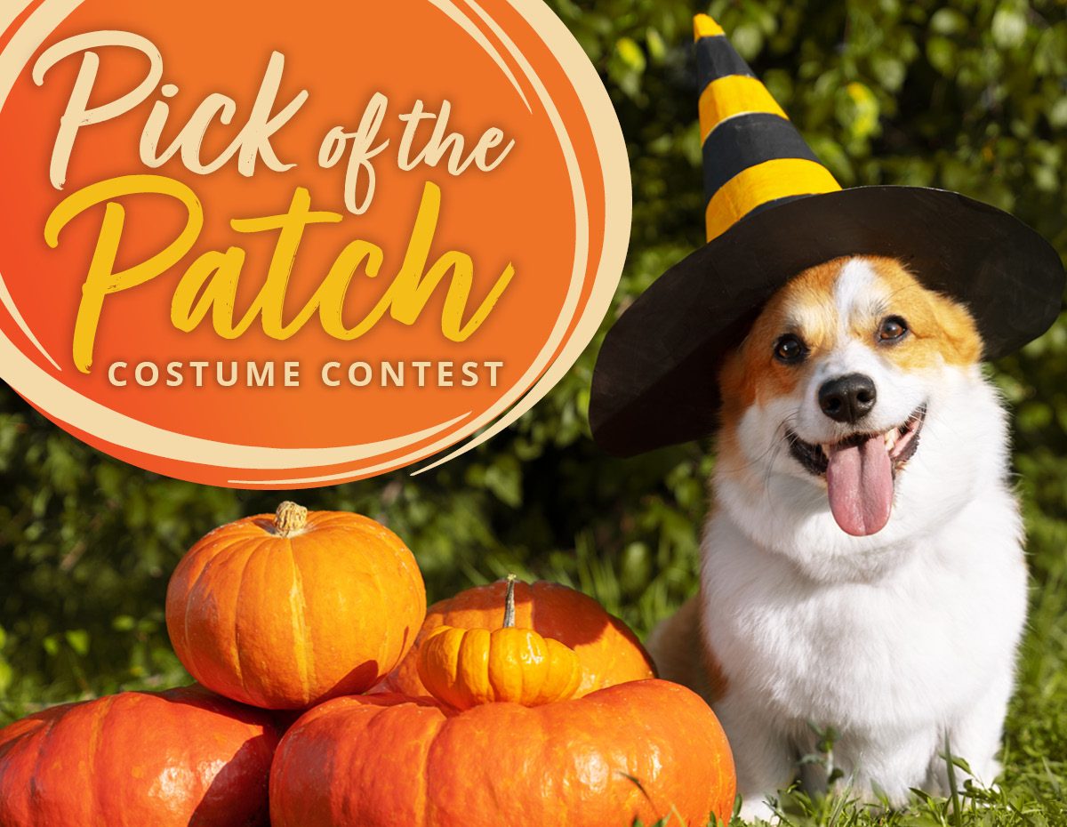 Picture of Picks of the Patch - NATCO's Costume Contest Winners