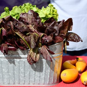 Lettuce and greens in a bucket near squash on a table