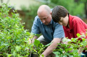 Father and son work in a garden